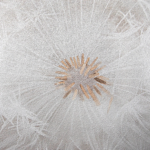 Флизелиновые обои в Калининграде